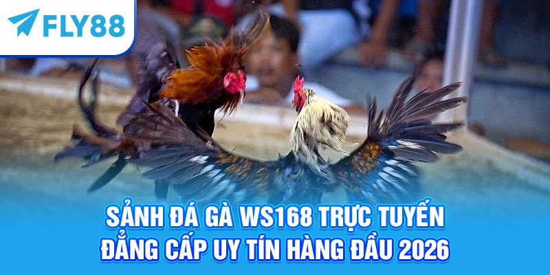 Sảnh Đá Gà WS168 Trực Tuyến Đẳng Cấp Uy Tín Hàng Đầu 2026