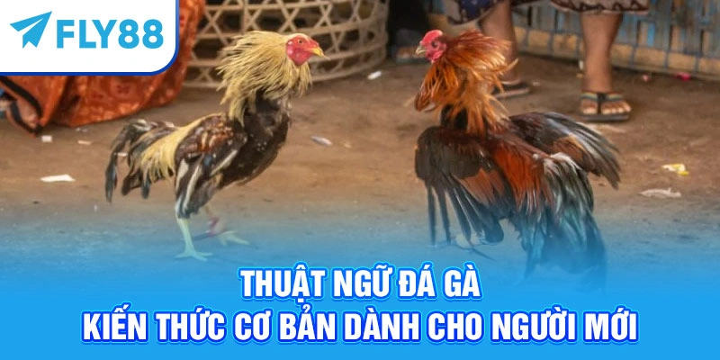 Thuật Ngữ Đá Gà - Kiến Thức Cơ Bản Dành Cho Người Mới