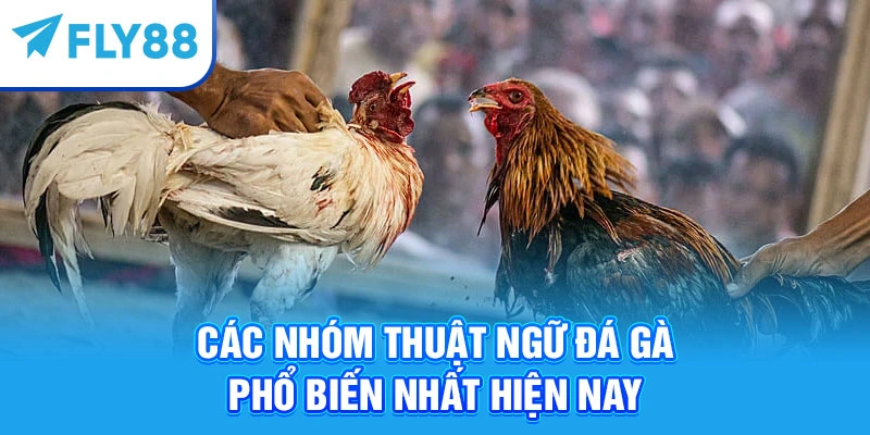 Các nhóm thuật ngữ đá gà phổ biến nhất hiện nay