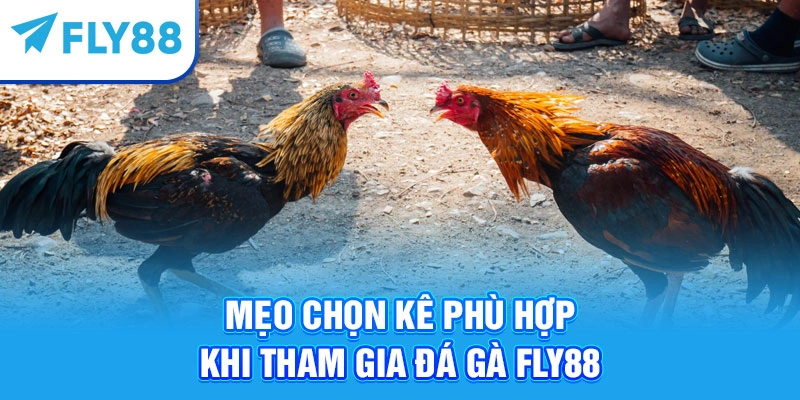 Mẹo chọn kê phù hợp khi tham gia đá gà Fly88