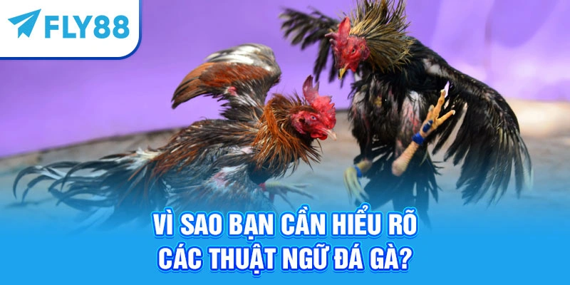 Vì sao bạn cần hiểu rõ các thuật ngữ đá gà?