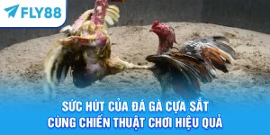 Sức Hút Của Đá Gà Cựa Sắt Cùng Chiến Thuật Chơi Hiệu Quả