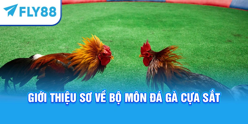 Giới thiệu sơ về bộ môn đá gà cựa sắt