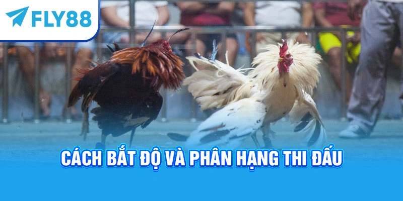 Cách bắt độ và phân hạng thi đấu